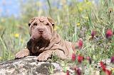 SHAR-PEI 414